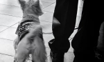 Kako odrediti raspoloženje repa repa